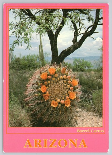 Arizona barrel cactus bloom - cactus,
